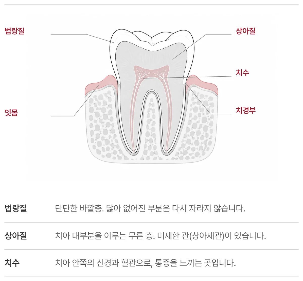 그림 1. 치경부는 치아에서 가장 가는 자리입니다